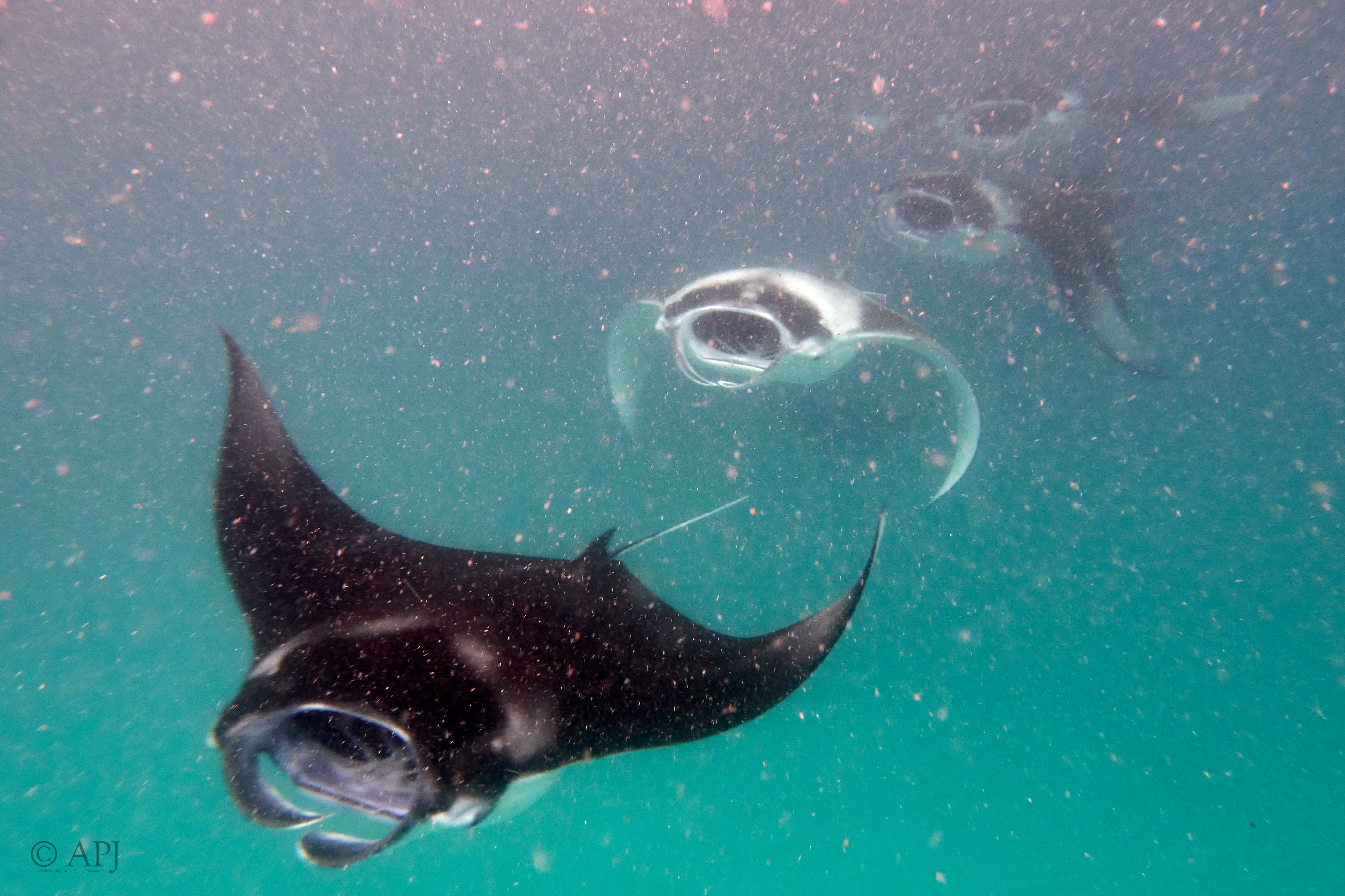 002451 17 08 17  Canon PowerShot G7 X Mark II   Malediven2017